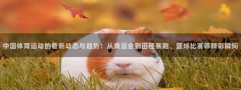 球速体育